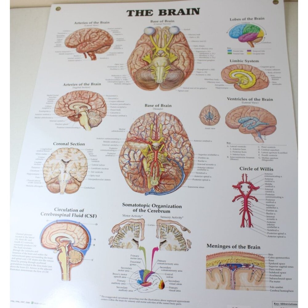 Wolters Kluwer The Brain Chart Vintage Schematic 91282